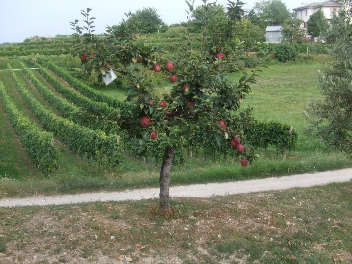 Agriturismo San Francesco Villa Valeggio sul Mincio Buitenkant foto